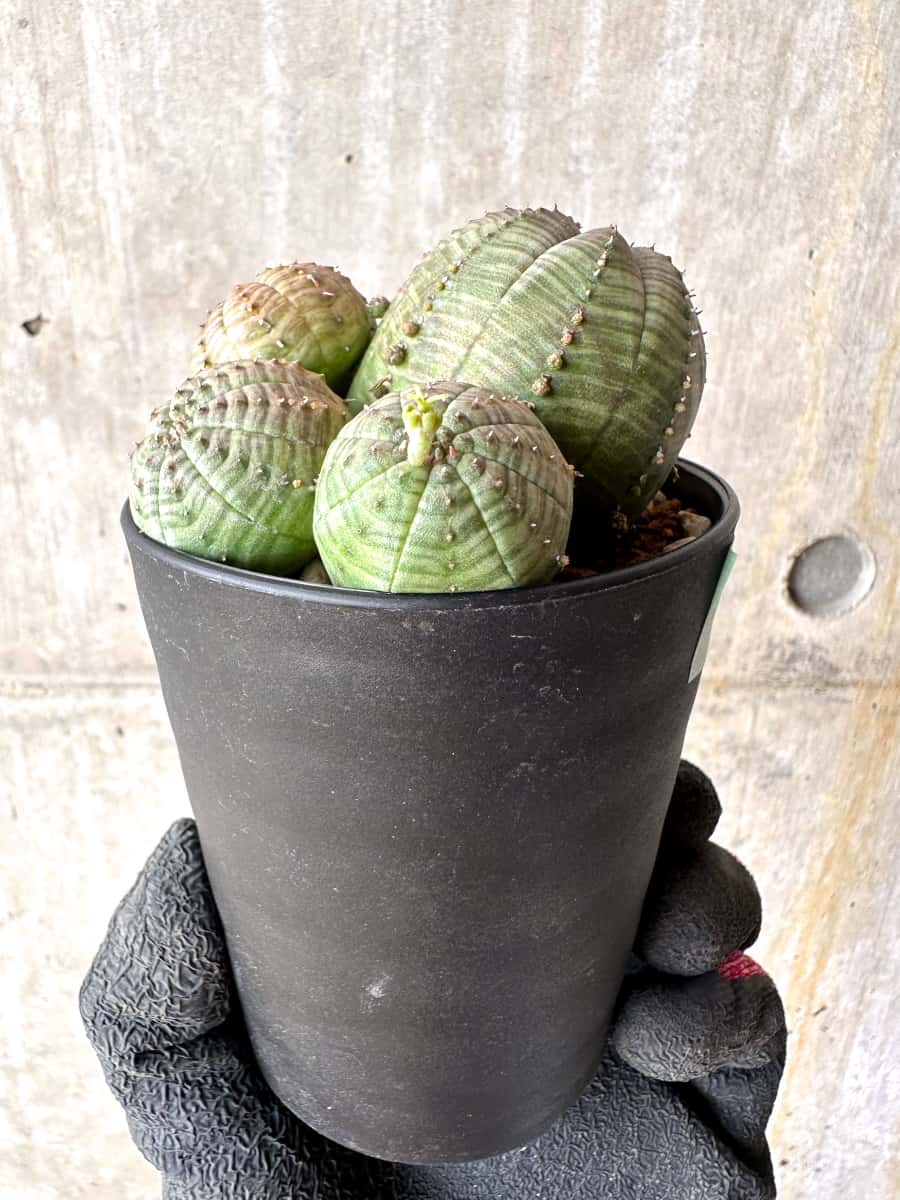 【現品限り】ユーフォルビア・オベサ 多頭【H45】 Euphorbia obesa