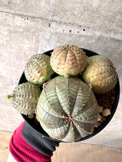 【現品限り】ユーフォルビア・オベサ 多頭【H45】 Euphorbia obesa
