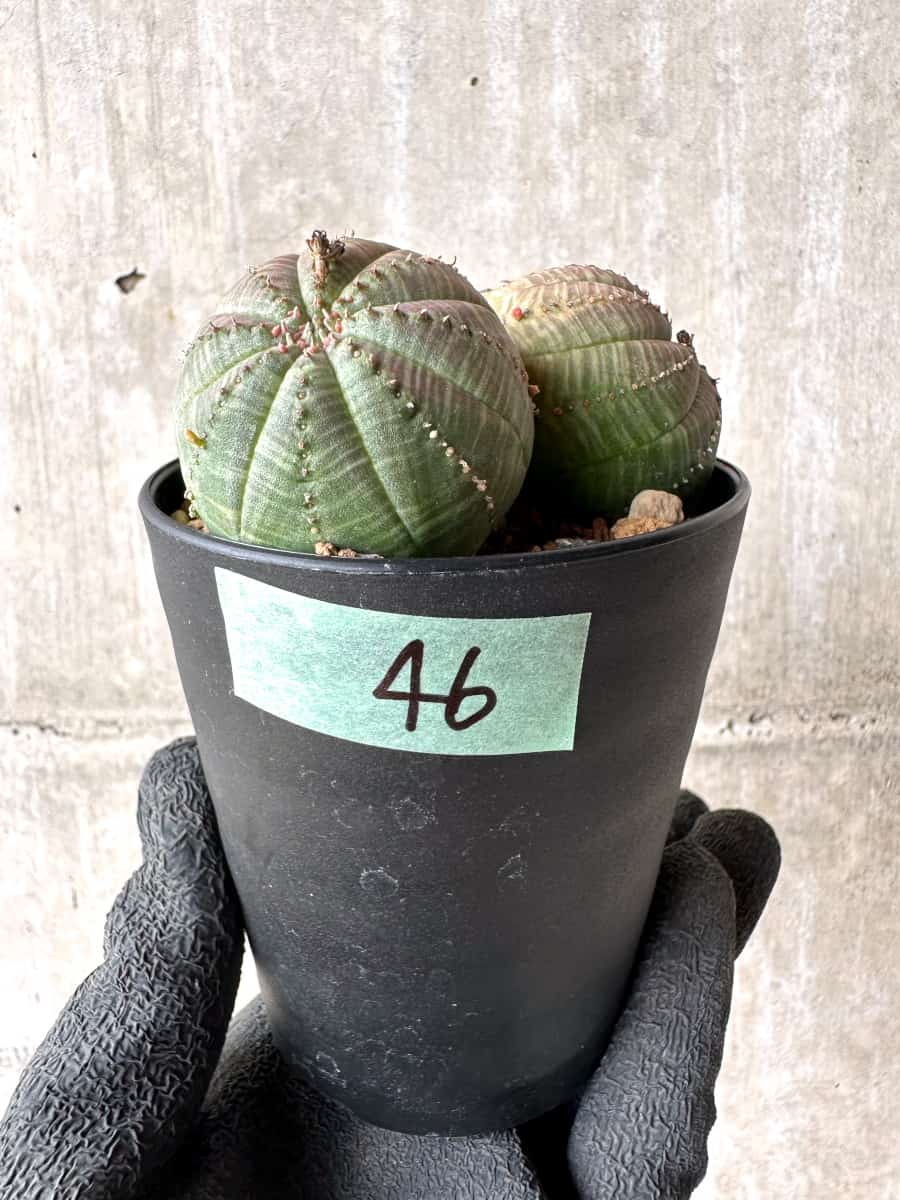 【現品限り】ユーフォルビア・オベサ 多頭【H46】 Euphorbia obesa