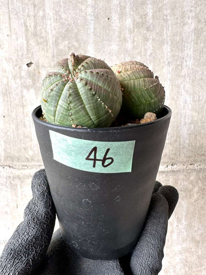 【現品限り】ユーフォルビア・オベサ 多頭【H46】 Euphorbia obesa