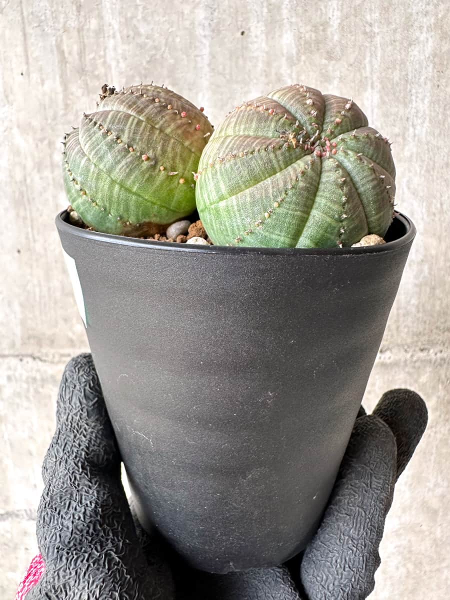 【現品限り】ユーフォルビア・オベサ 多頭【H46】 Euphorbia obesa