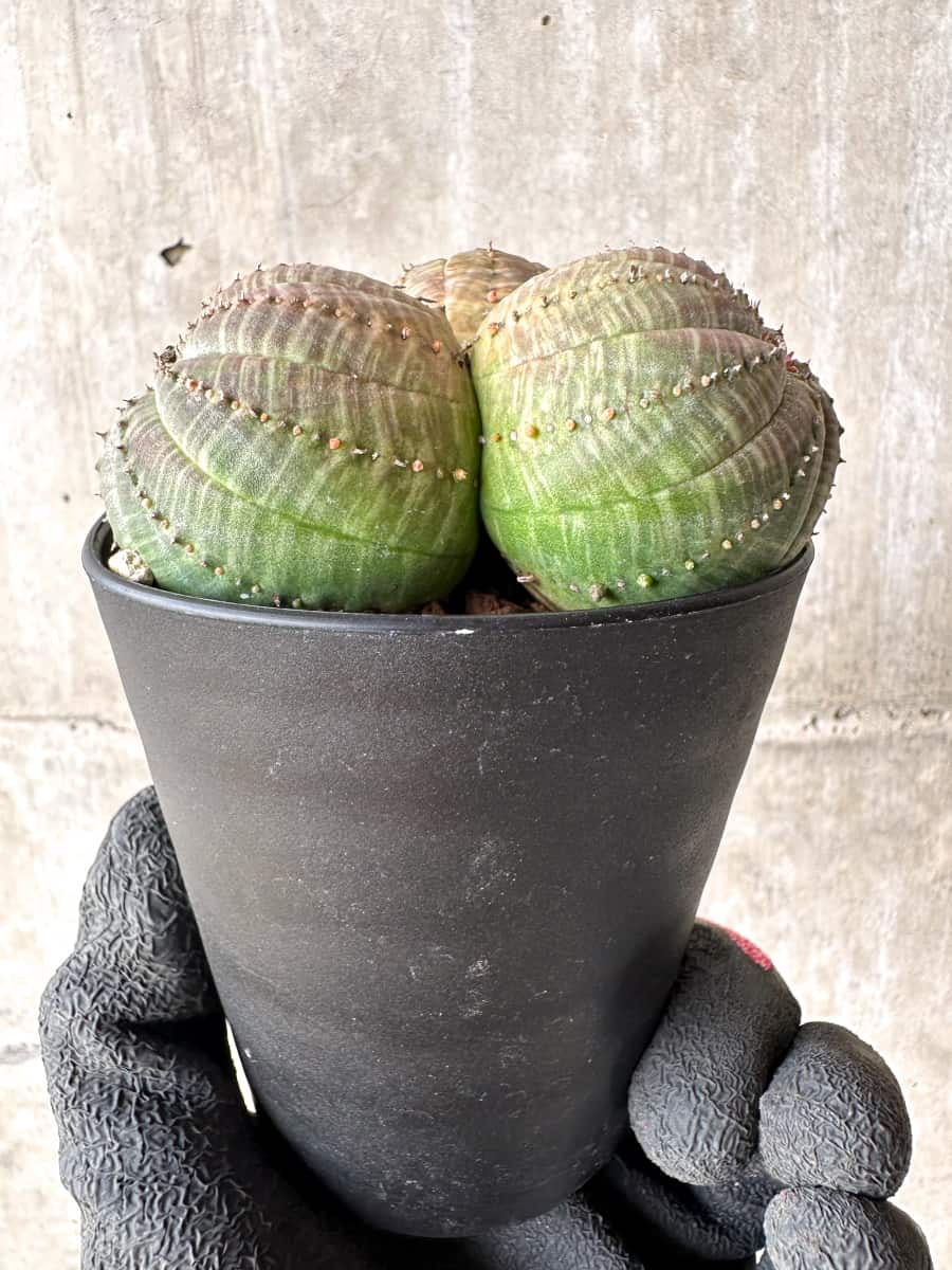 【現品限り】ユーフォルビア・オベサ 多頭【H46】 Euphorbia obesa