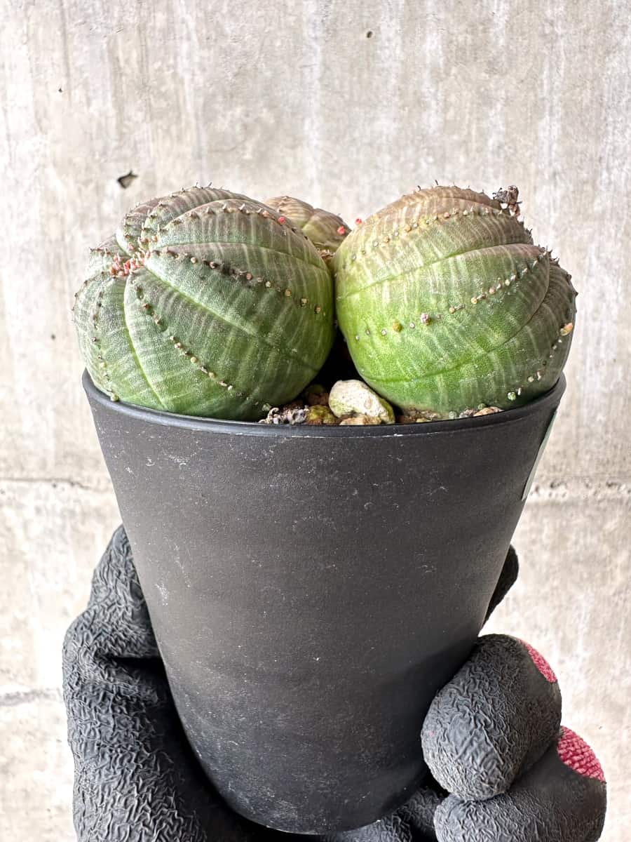 現品限り】ユーフォルビア・オベサ 多頭【H46】 Euphorbia obesa 塊根