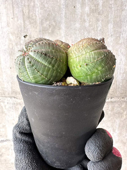 【現品限り】ユーフォルビア・オベサ 多頭【H46】 Euphorbia obesa