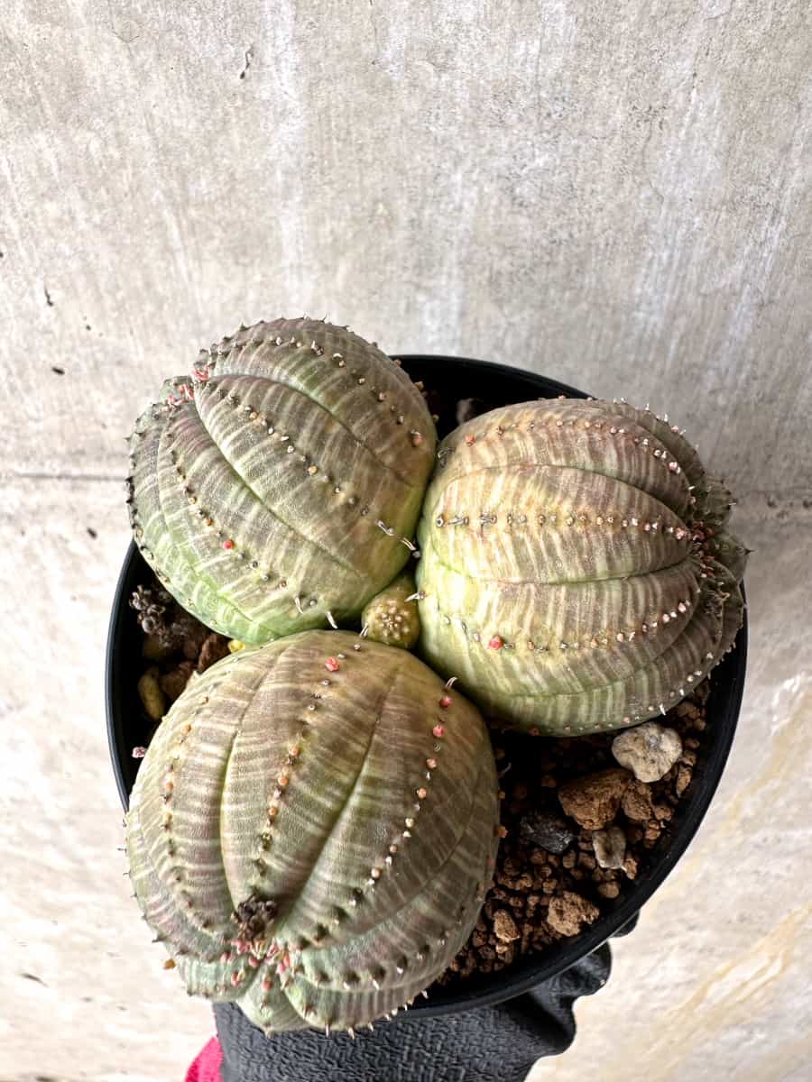 【現品限り】ユーフォルビア・オベサ 多頭【H46】 Euphorbia obesa