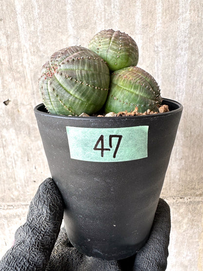【現品限り】ユーフォルビア・オベサ 多頭【H47】 Euphorbia obesa