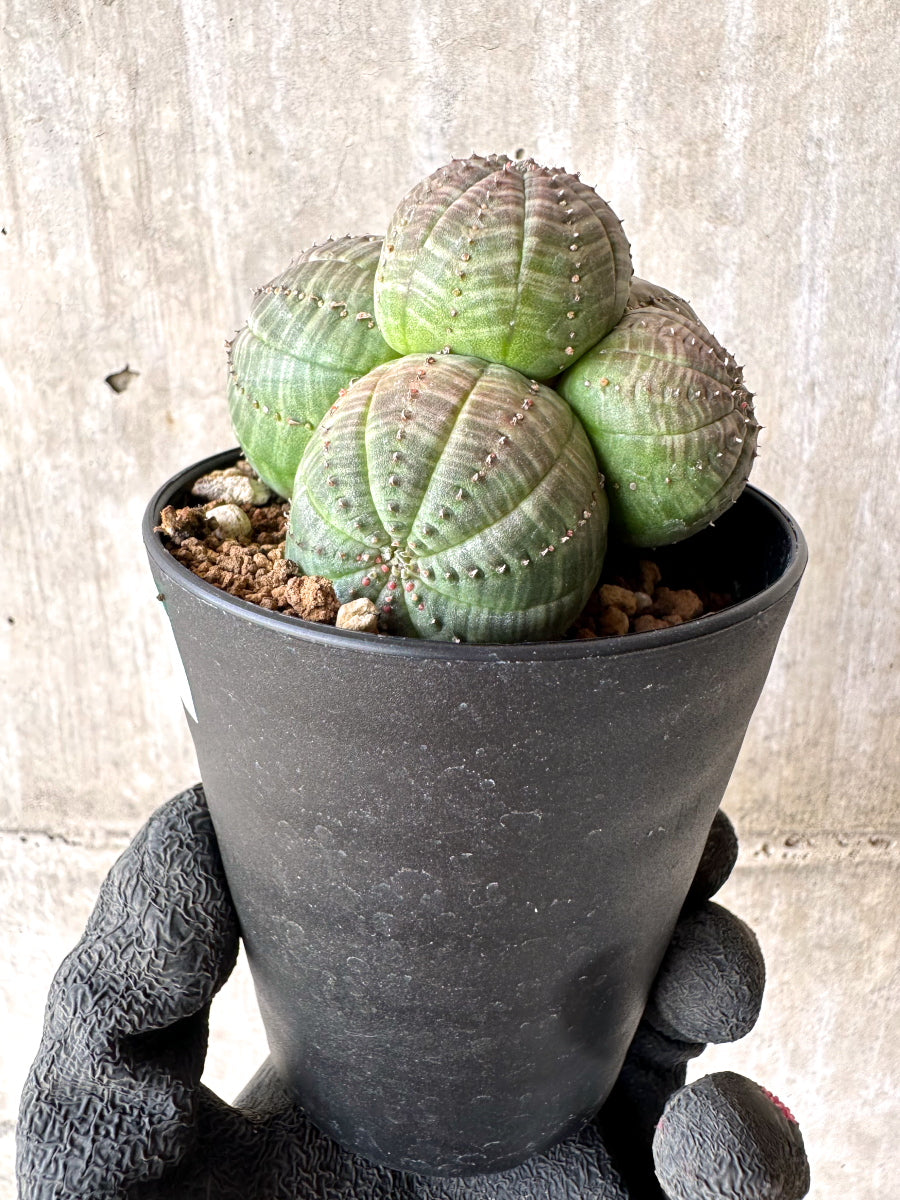 現品限り】ユーフォルビア・オベサ 多頭【H47】 Euphorbia obesa 塊根