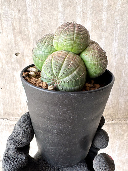 【現品限り】ユーフォルビア・オベサ 多頭【H47】 Euphorbia obesa