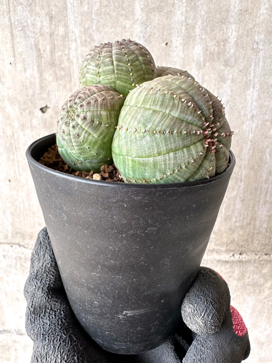 【現品限り】ユーフォルビア・オベサ 多頭【H47】 Euphorbia obesa