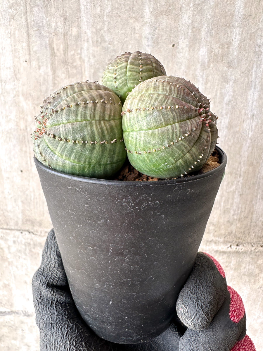 【現品限り】ユーフォルビア・オベサ 多頭【H47】 Euphorbia obesa