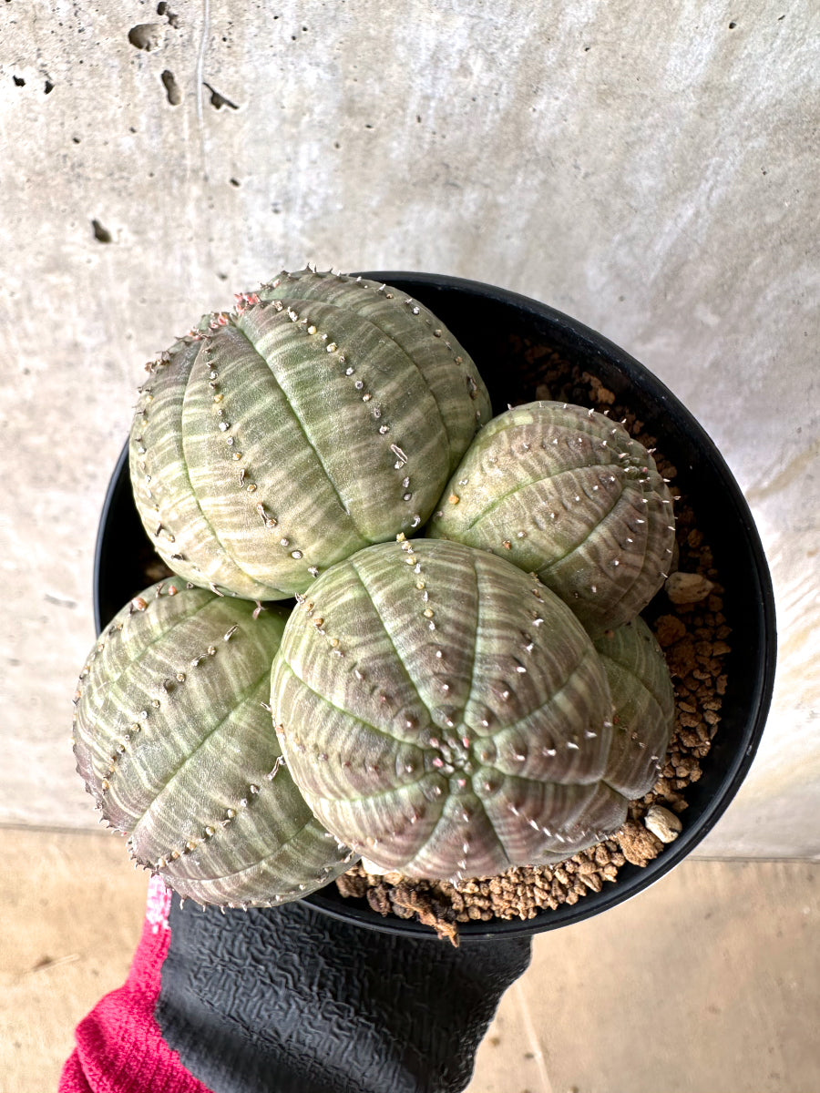 現品限り】ユーフォルビア・オベサ 多頭【H47】 Euphorbia obesa 塊根