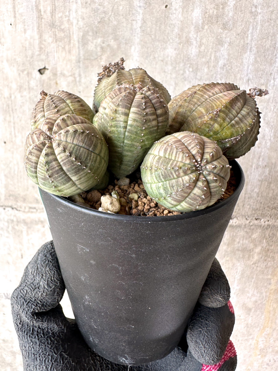 現品限り】ユーフォルビア・オベサ 多頭【H48】 Euphorbia obesa 塊根