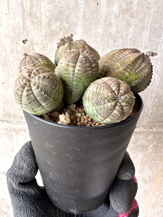 【現品限り】ユーフォルビア・オベサ 多頭【H48】 Euphorbia obesa