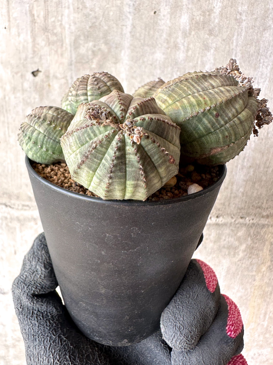 【現品限り】ユーフォルビア・オベサ 多頭【H48】 Euphorbia obesa