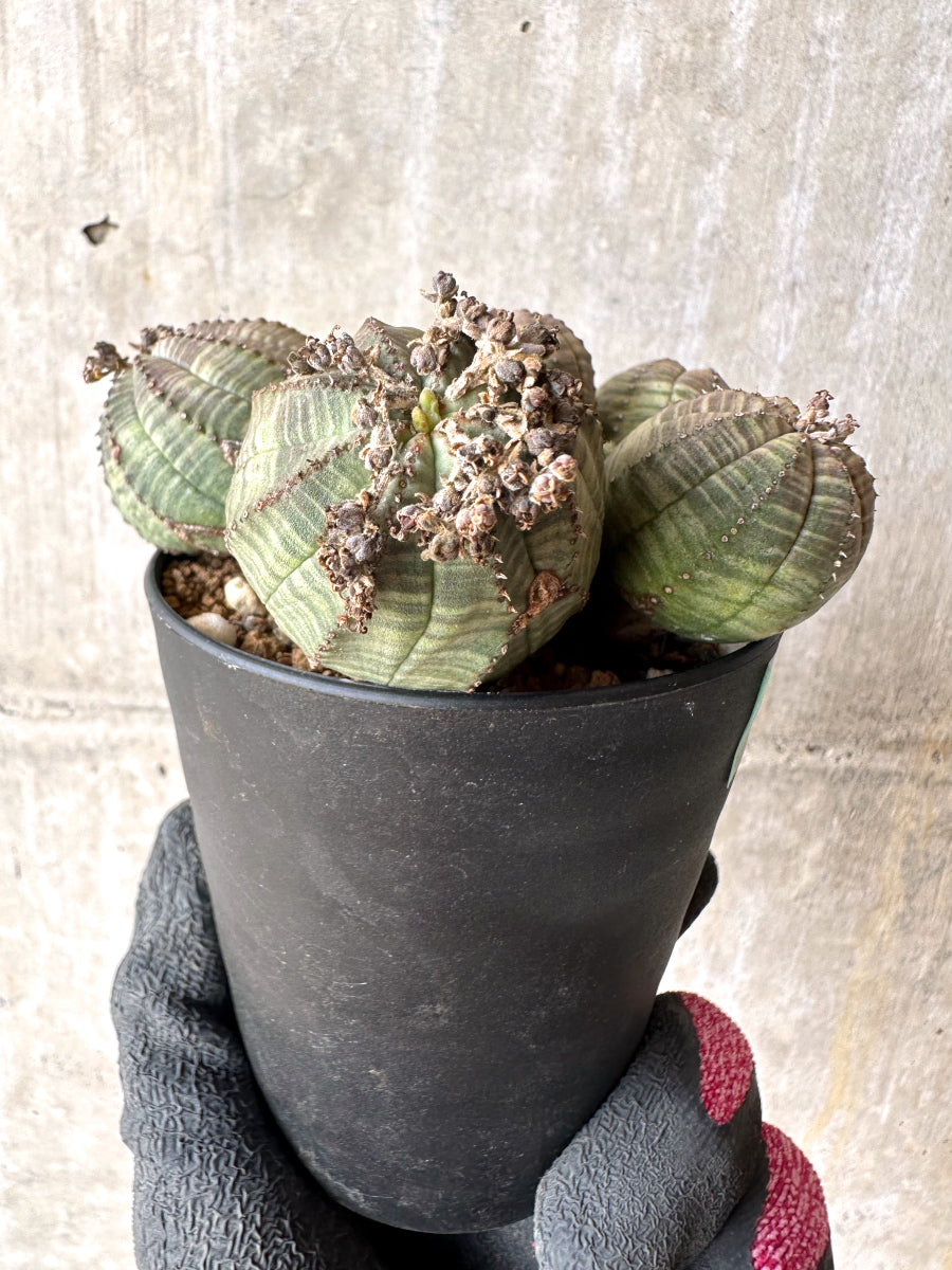 【現品限り】ユーフォルビア・オベサ 多頭【H48】 Euphorbia obesa