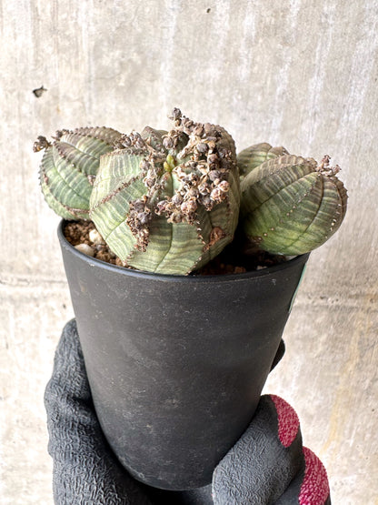 【現品限り】ユーフォルビア・オベサ 多頭【H48】 Euphorbia obesa