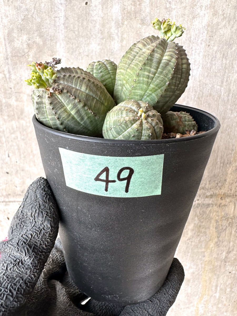 【現品限り】ユーフォルビア・オベサ 多頭【H49】 Euphorbia obesa