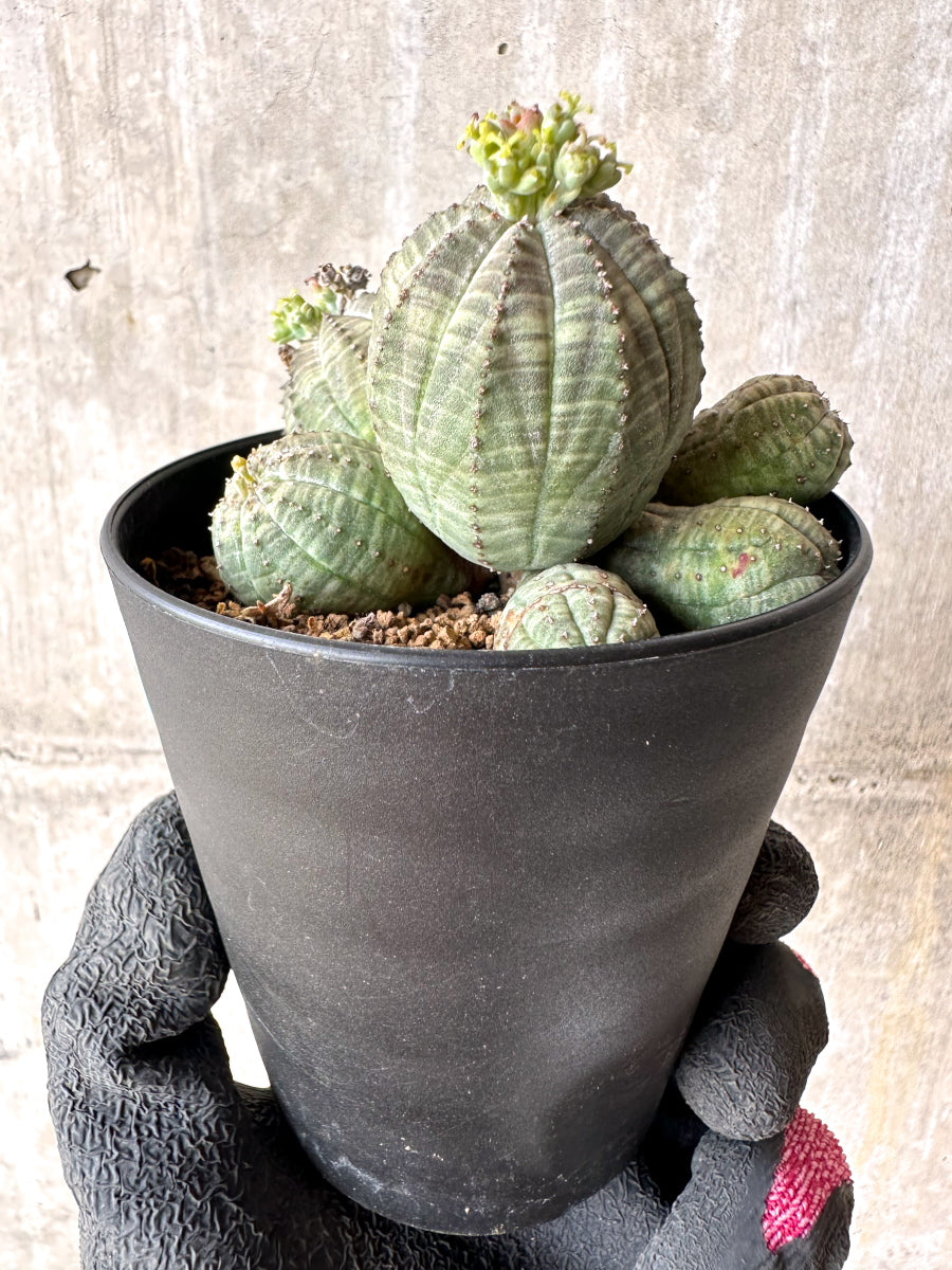 【現品限り】ユーフォルビア・オベサ 多頭【H49】 Euphorbia obesa