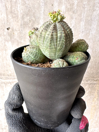 【現品限り】ユーフォルビア・オベサ 多頭【H49】 Euphorbia obesa