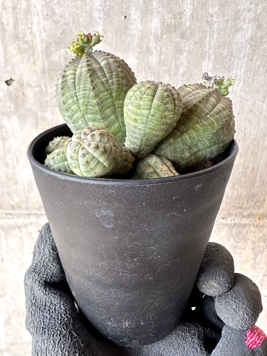 【現品限り】ユーフォルビア・オベサ 多頭【H49】 Euphorbia obesa