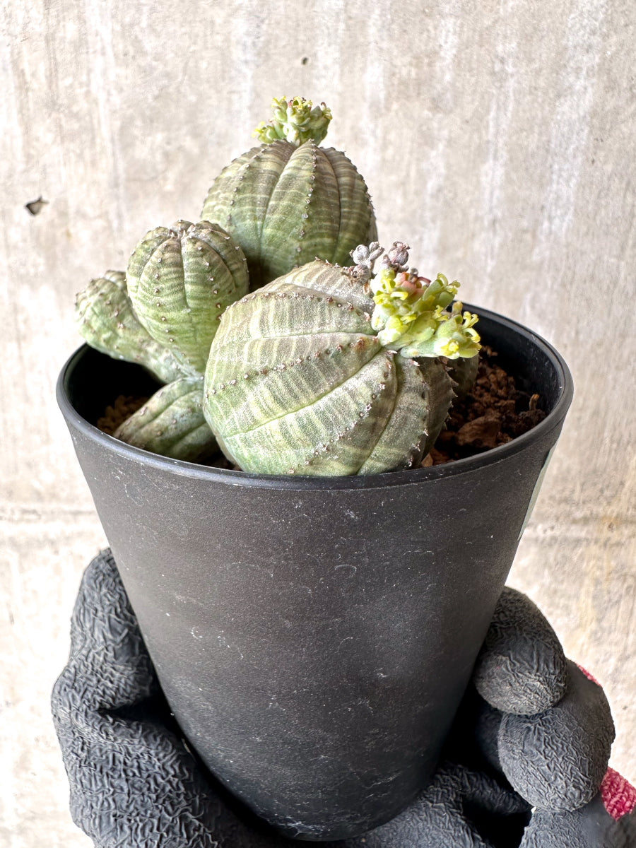 【現品限り】ユーフォルビア・オベサ 多頭【H49】 Euphorbia obesa