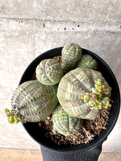 【現品限り】ユーフォルビア・オベサ 多頭【H49】 Euphorbia obesa