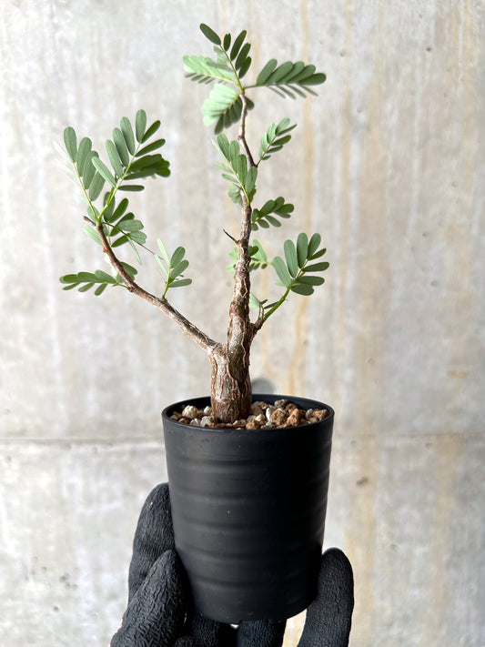 【現品限り】センナ・メリディオナリス 実生【H4】 Senna meridionalis