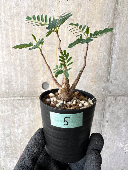 【現品限り】センナ・メリディオナリス 実生【H5】 Senna meridionalis