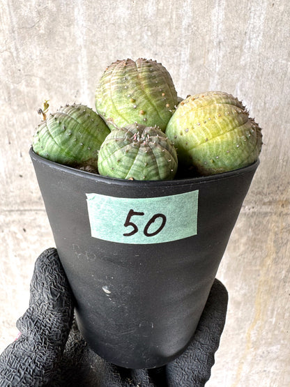 【現品限り】ユーフォルビア・オベサ 多頭【H50】 Euphorbia obesa