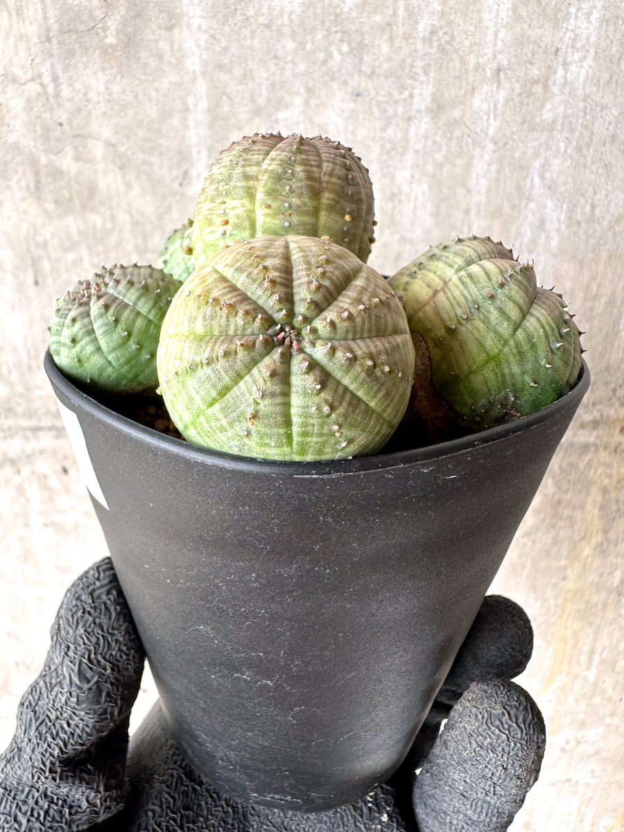 現品限り】ユーフォルビア・オベサ 多頭【H50】 Euphorbia obesa 塊根
