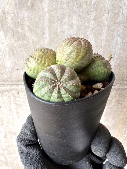 【現品限り】ユーフォルビア・オベサ 多頭【H50】 Euphorbia obesa