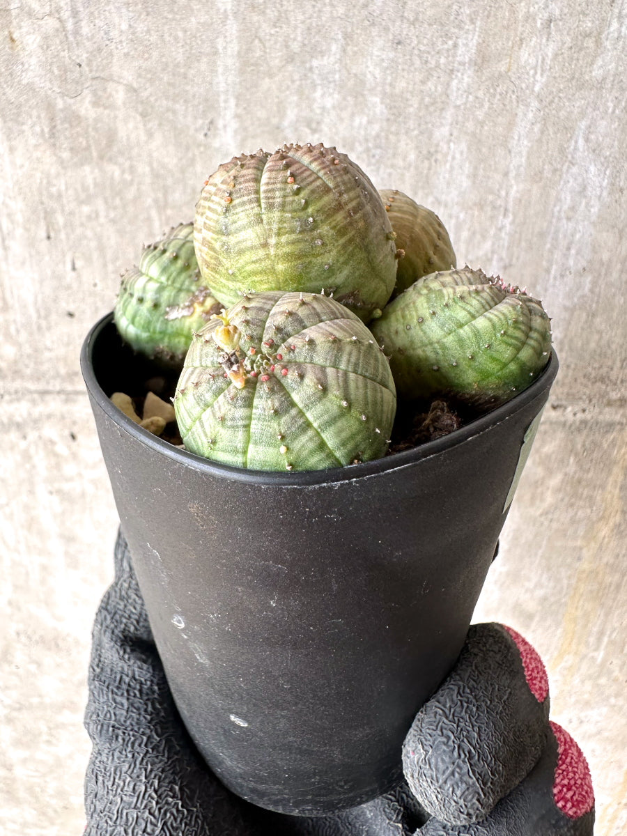 【現品限り】ユーフォルビア・オベサ 多頭【H50】 Euphorbia obesa