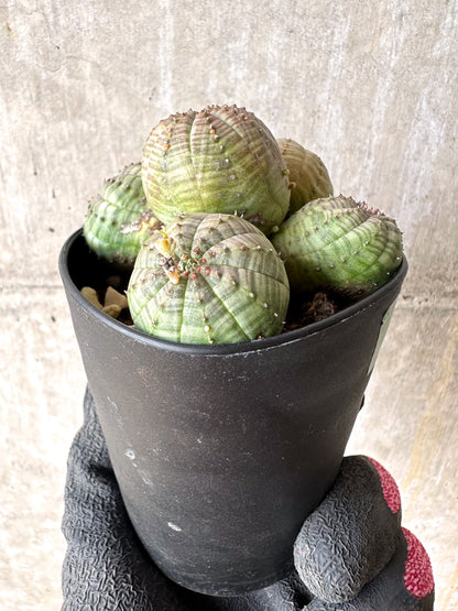 【現品限り】ユーフォルビア・オベサ 多頭【H50】 Euphorbia obesa