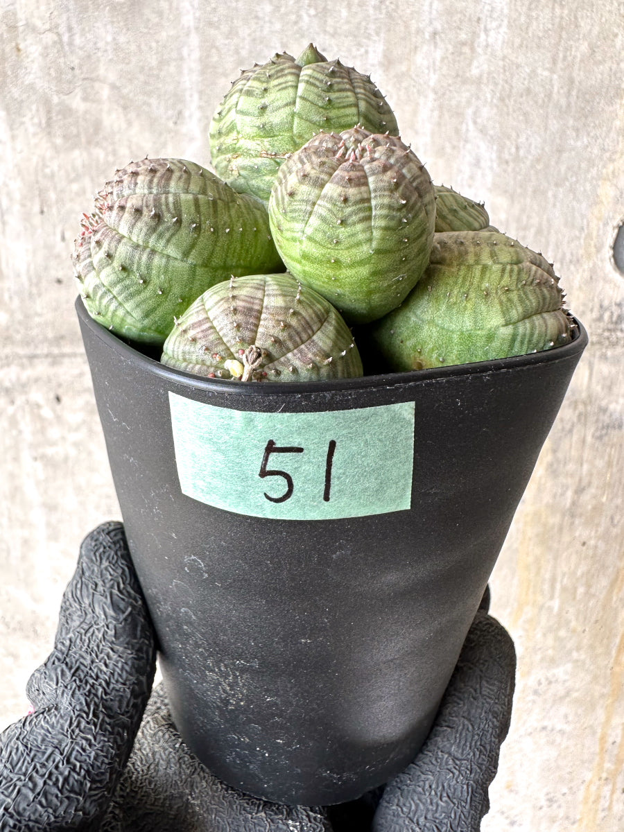 【現品限り】ユーフォルビア・オベサ 多頭【H51】 Euphorbia obesa