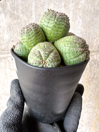 【現品限り】ユーフォルビア・オベサ 多頭【H51】 Euphorbia obesa