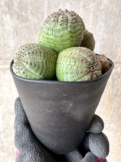 【現品限り】ユーフォルビア・オベサ 多頭【H51】 Euphorbia obesa