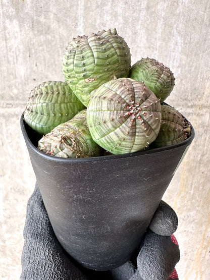 【現品限り】ユーフォルビア・オベサ 多頭【H51】 Euphorbia obesa