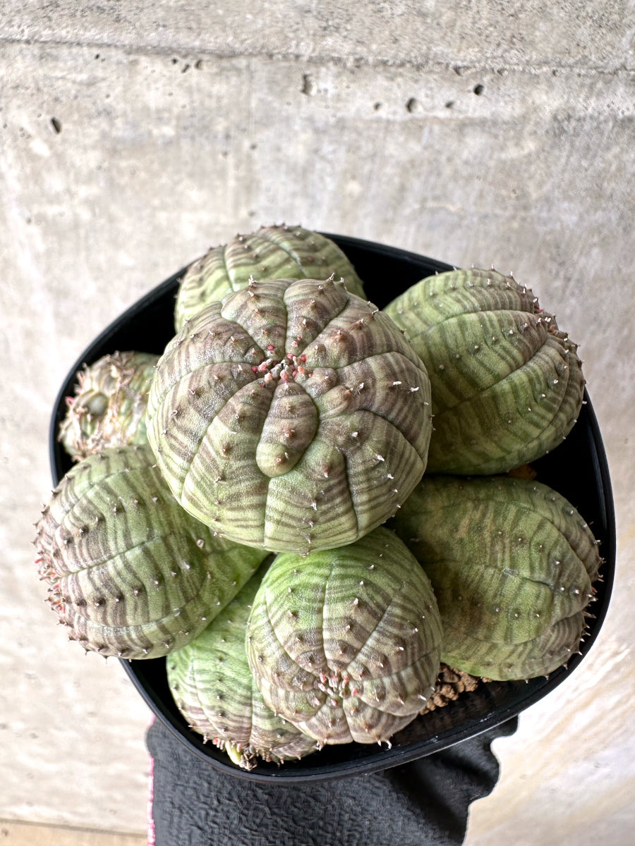 【現品限り】ユーフォルビア・オベサ 多頭【H51】 Euphorbia obesa