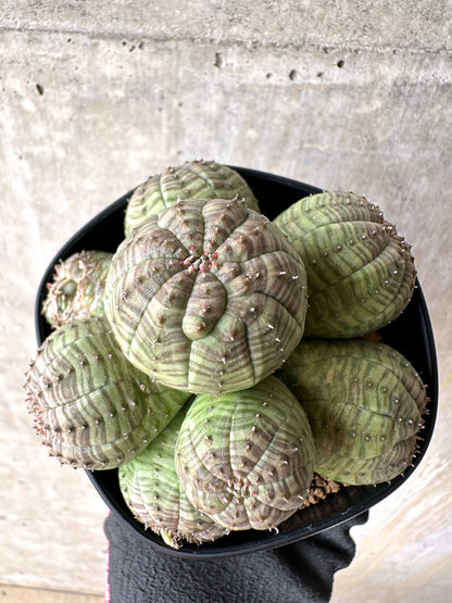 【現品限り】ユーフォルビア・オベサ 多頭【H51】 Euphorbia obesa