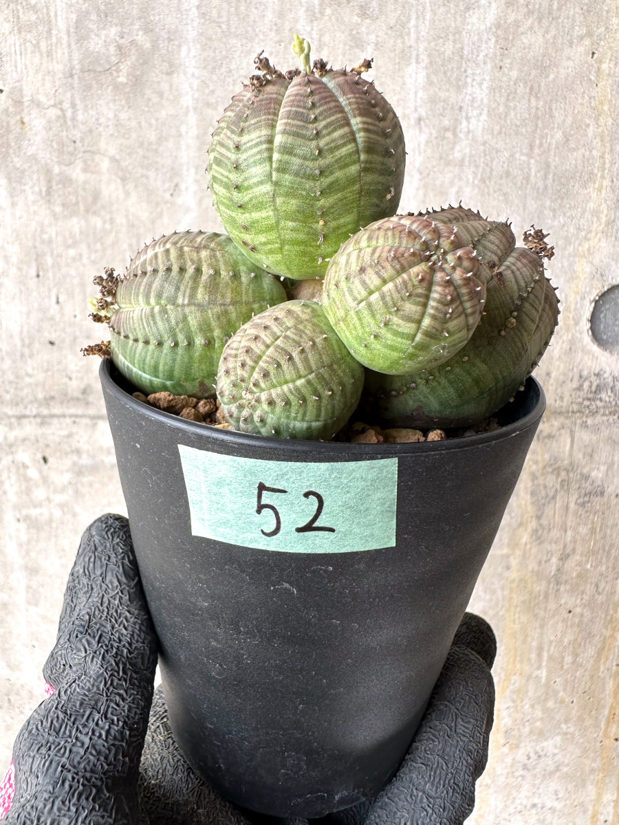 【現品限り】ユーフォルビア・オベサ 多頭【H52】 Euphorbia obesa