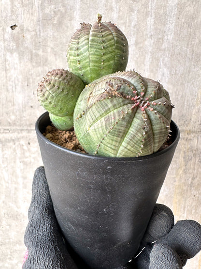 【現品限り】ユーフォルビア・オベサ 多頭【H52】 Euphorbia obesa