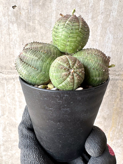 【現品限り】ユーフォルビア・オベサ 多頭【H52】 Euphorbia obesa