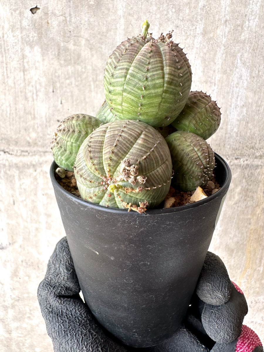 【現品限り】ユーフォルビア・オベサ 多頭【H52】 Euphorbia obesa