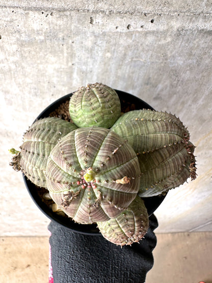 【現品限り】ユーフォルビア・オベサ 多頭【H52】 Euphorbia obesa