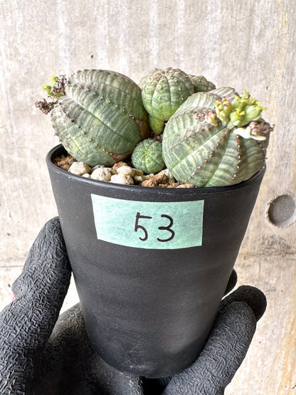 【現品限り】ユーフォルビア・オベサ 多頭【H53】 Euphorbia obesa