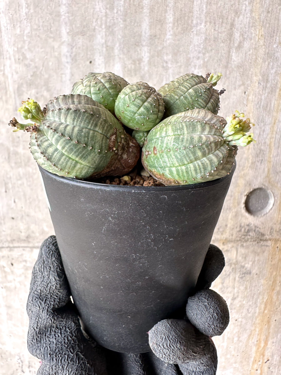 【現品限り】ユーフォルビア・オベサ 多頭【H53】 Euphorbia obesa
