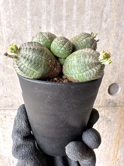 【現品限り】ユーフォルビア・オベサ 多頭【H53】 Euphorbia obesa