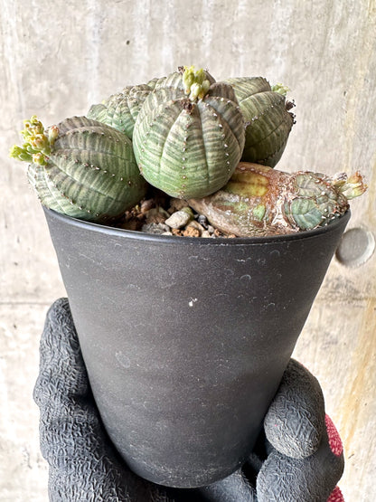 【現品限り】ユーフォルビア・オベサ 多頭【H53】 Euphorbia obesa