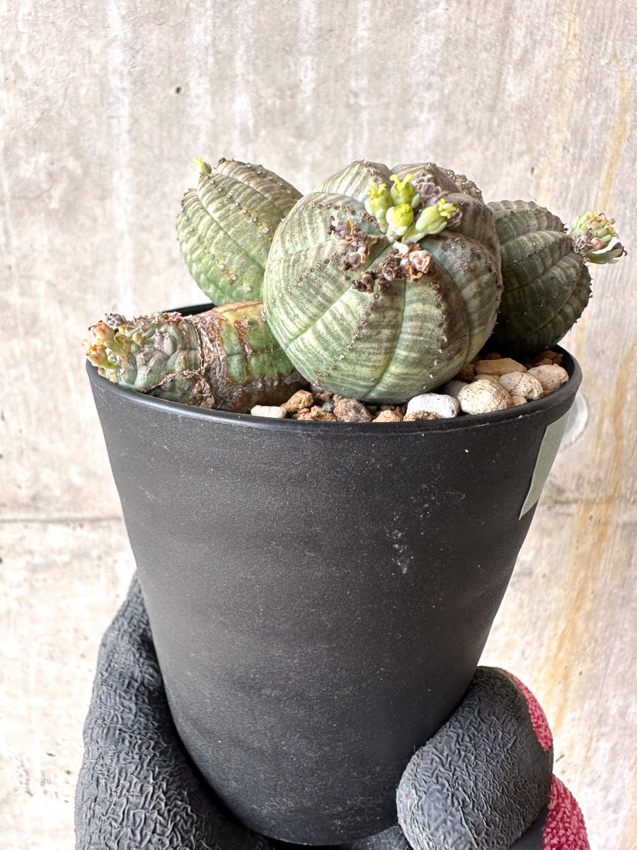 【現品限り】ユーフォルビア・オベサ 多頭【H53】 Euphorbia obesa