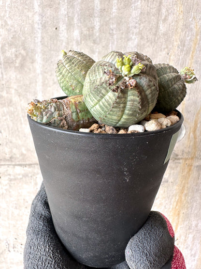 【現品限り】ユーフォルビア・オベサ 多頭【H53】 Euphorbia obesa